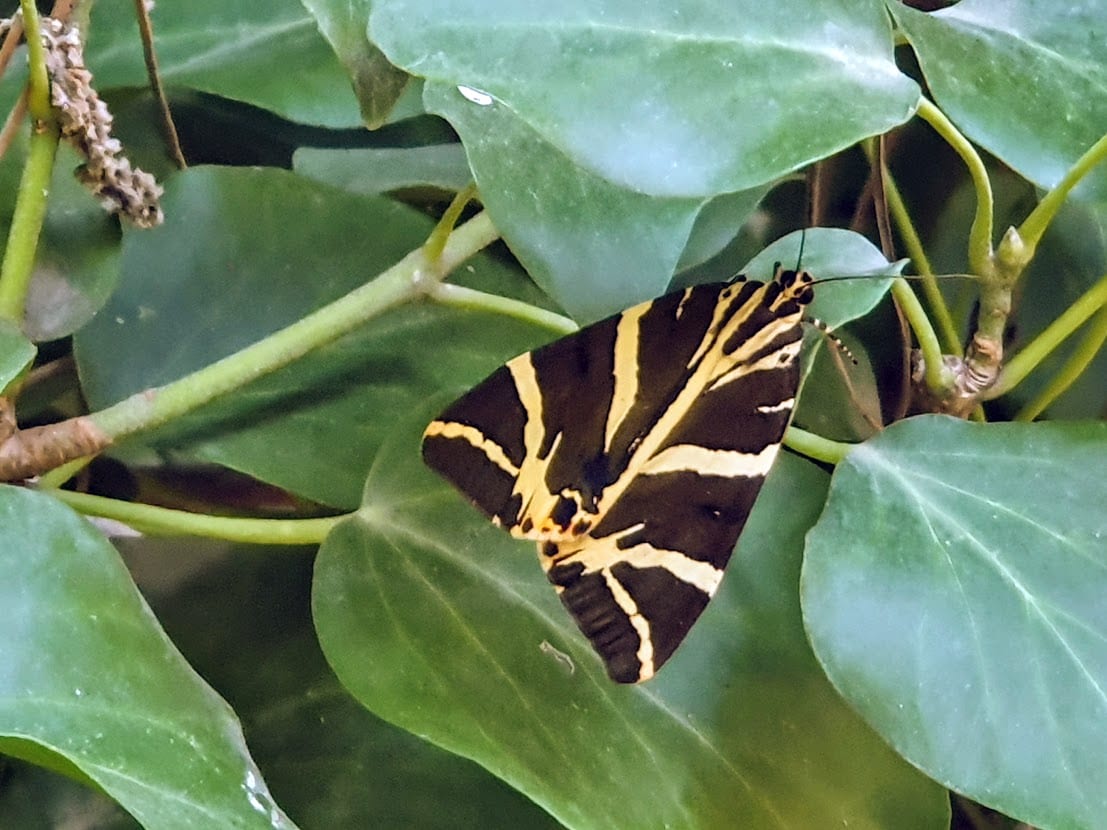 Visiting the Valley of the Butterflies in Paros