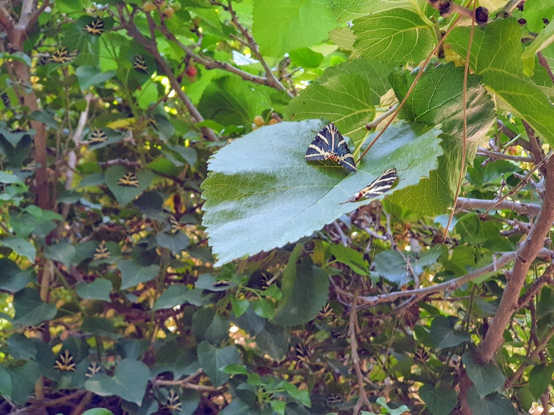 Spot the camouflaged butterflies in this photo! 