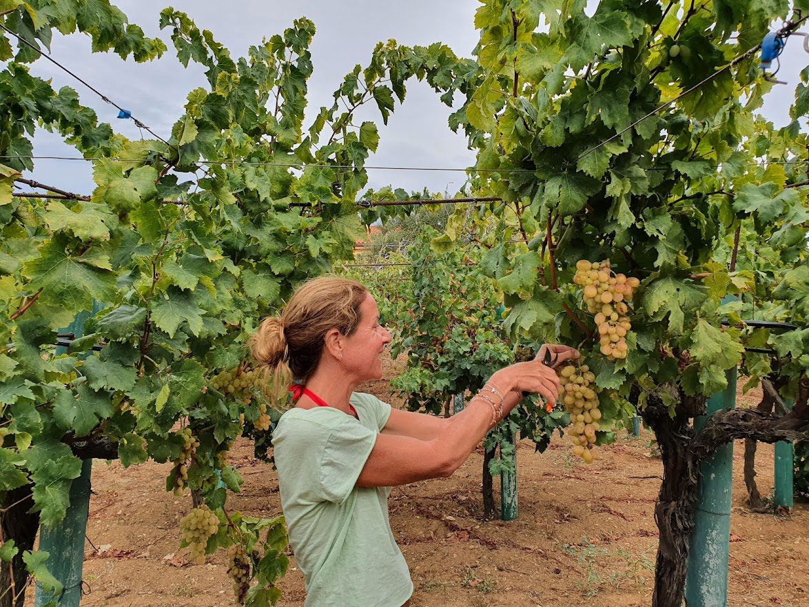 Grape picking in Kefalonia