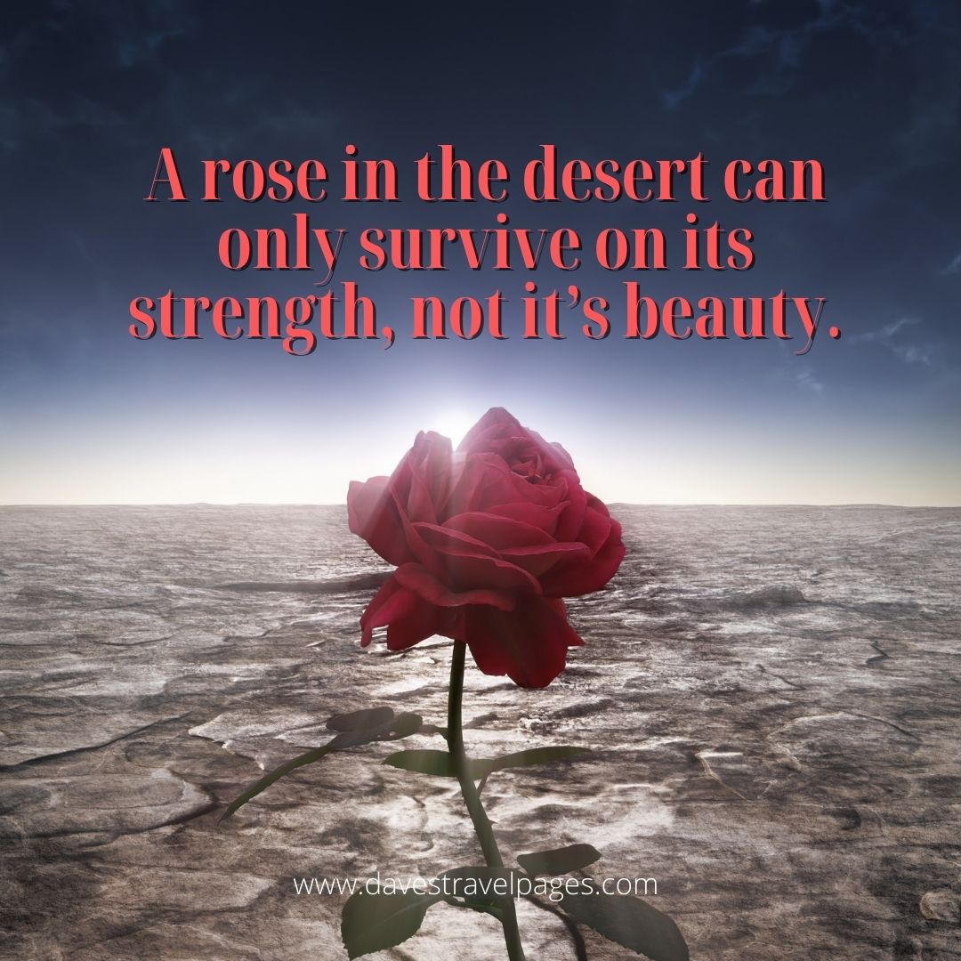 A rose in the desert caption