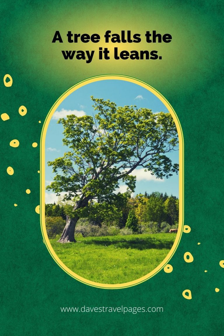 300 Best Tree Captions For Instagram (Includes Treelarious Puns!)