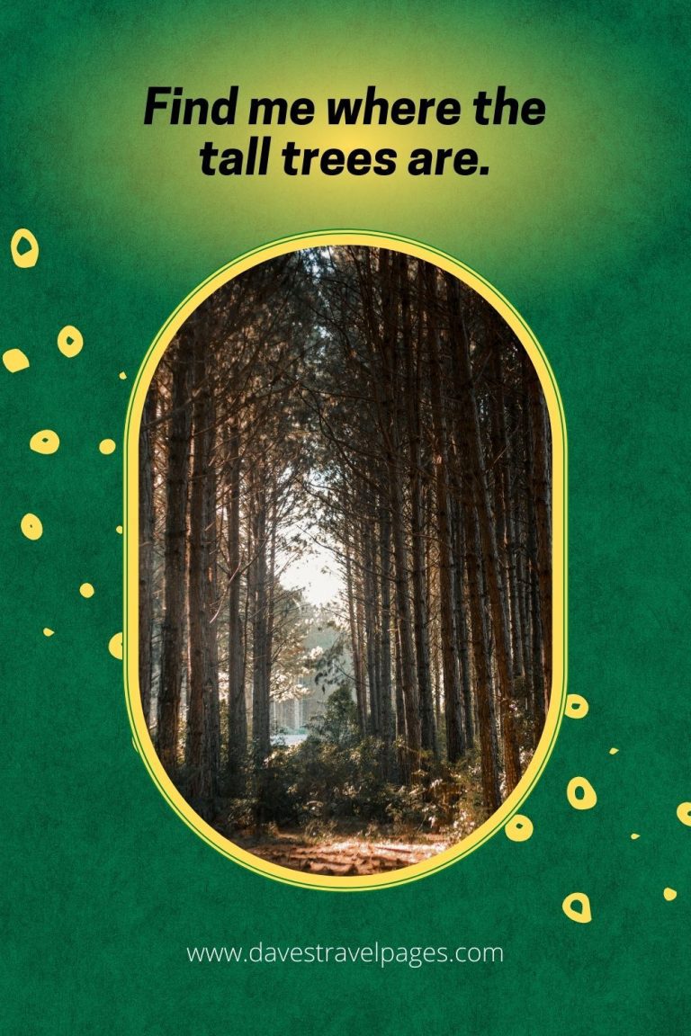 300 Best Tree Captions For Instagram (Includes Treelarious Puns!)