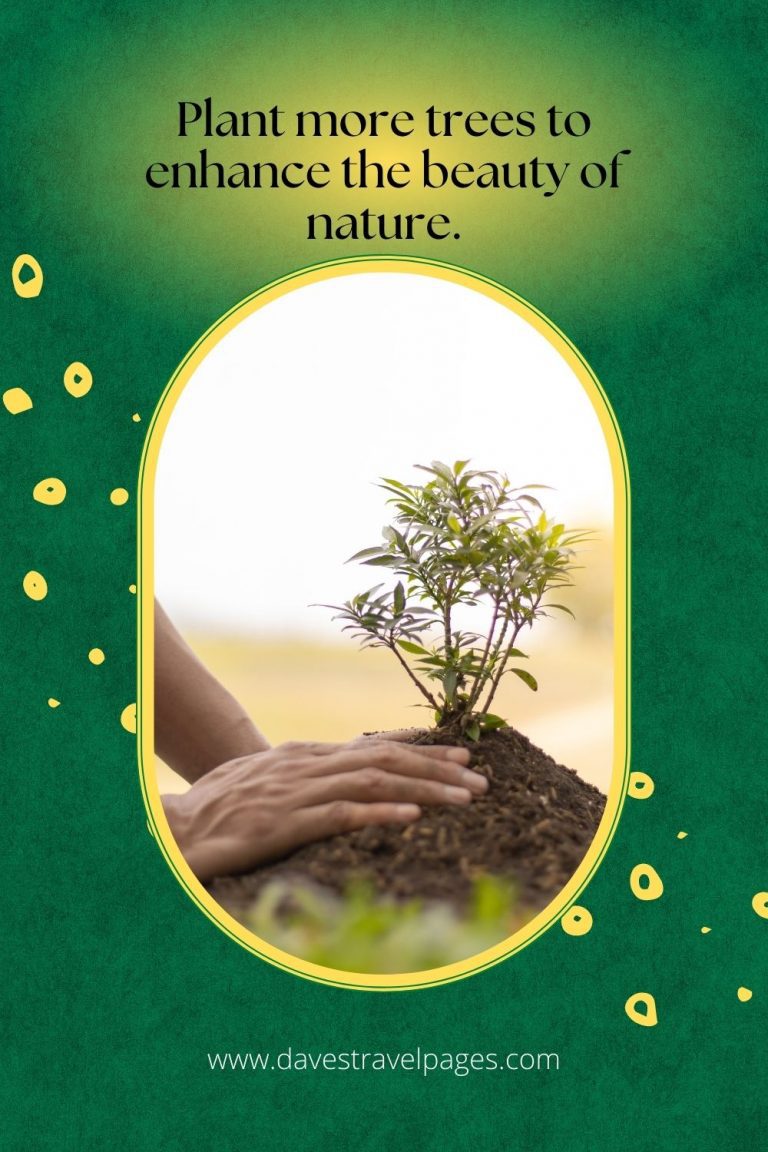 300 Best Tree Captions For Instagram (Includes Treelarious Puns!)