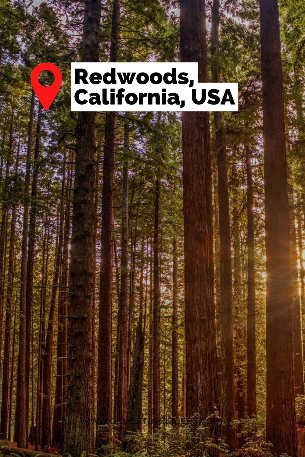 Redwoods, California, USA