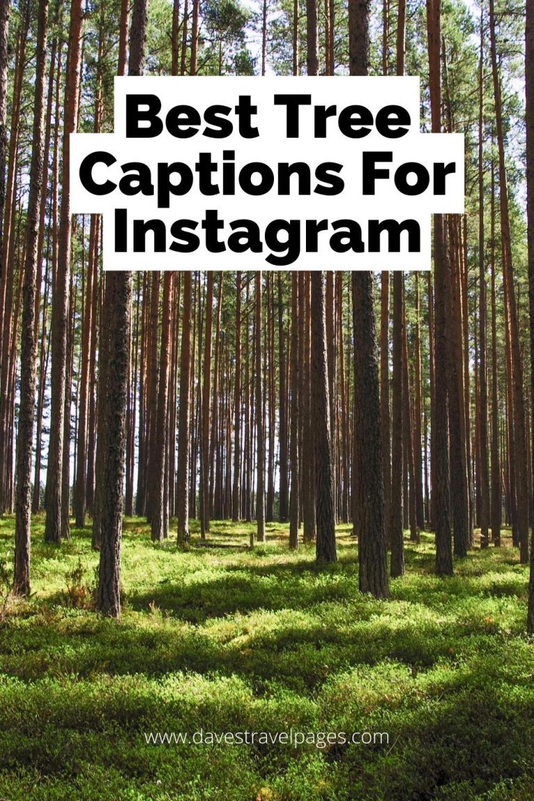 300 Best Tree Captions For Instagram (Includes Treelarious Puns!)