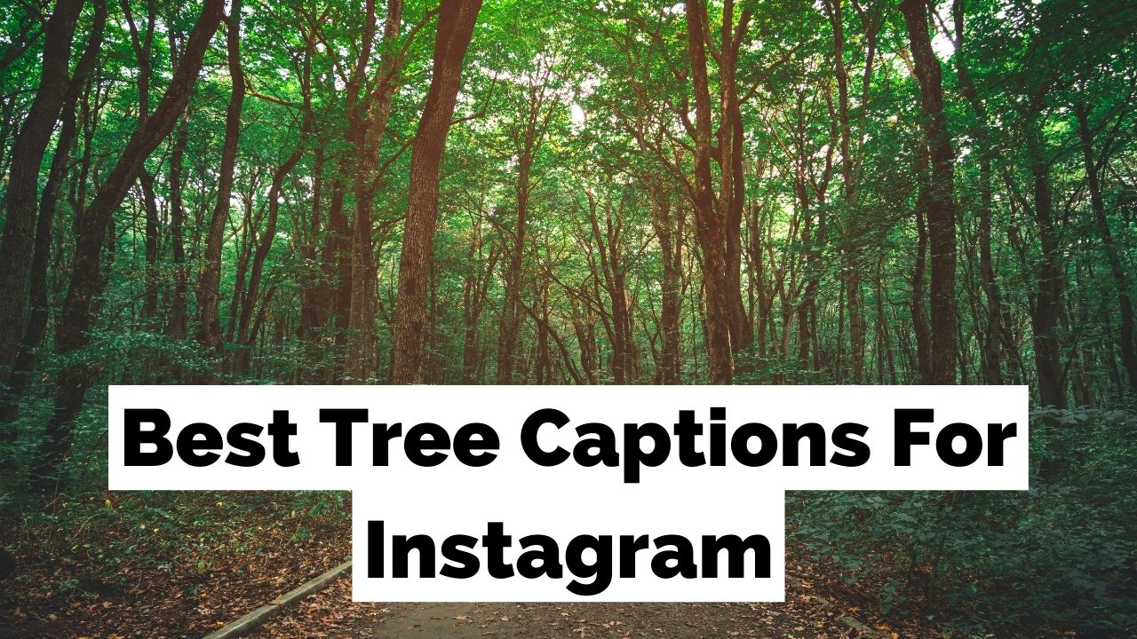 Tree Tree Instagram Captions
