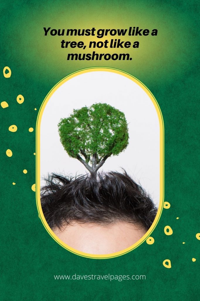 300 Best Tree Captions For Instagram (Includes Treelarious Puns!)