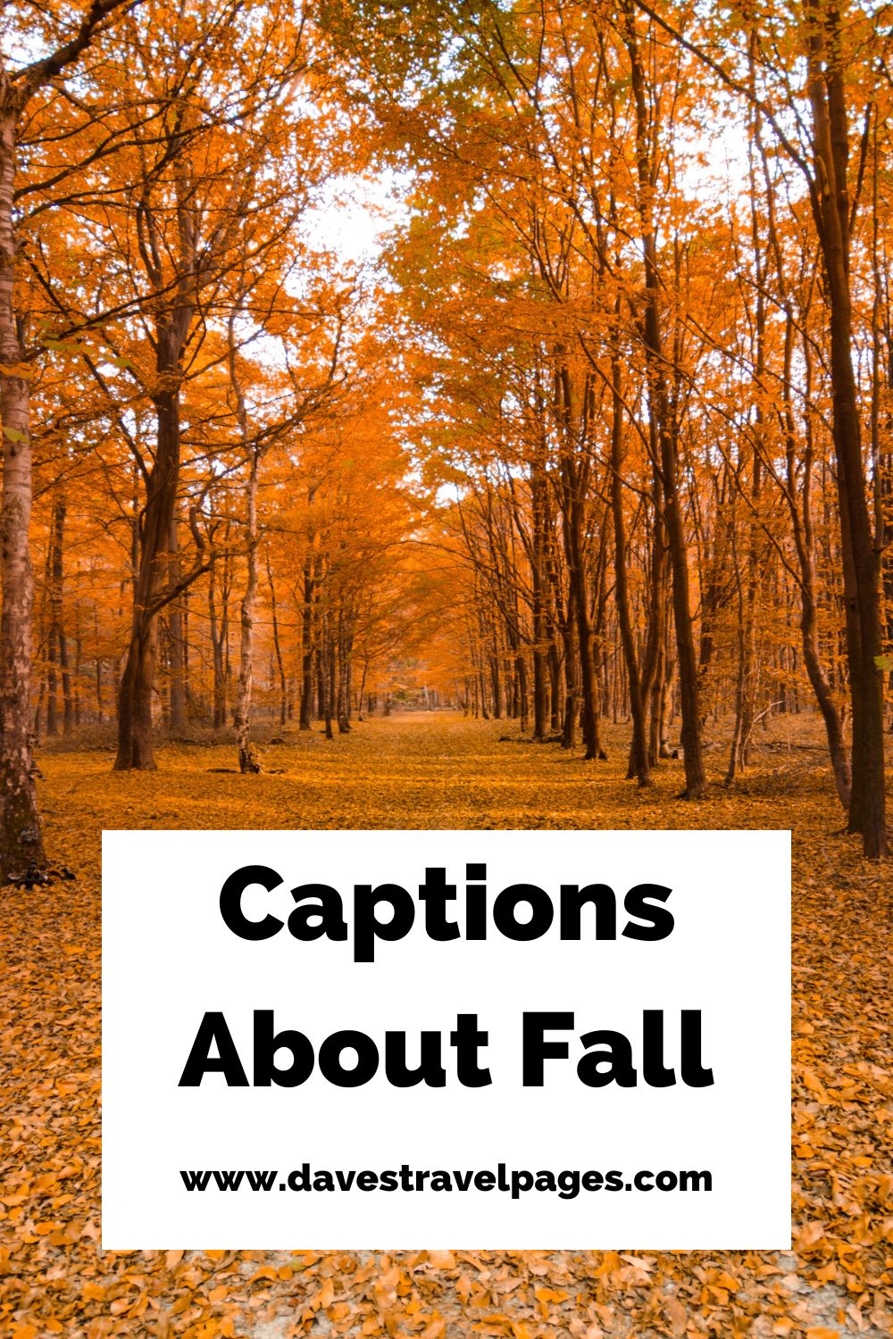 Captions About Fall