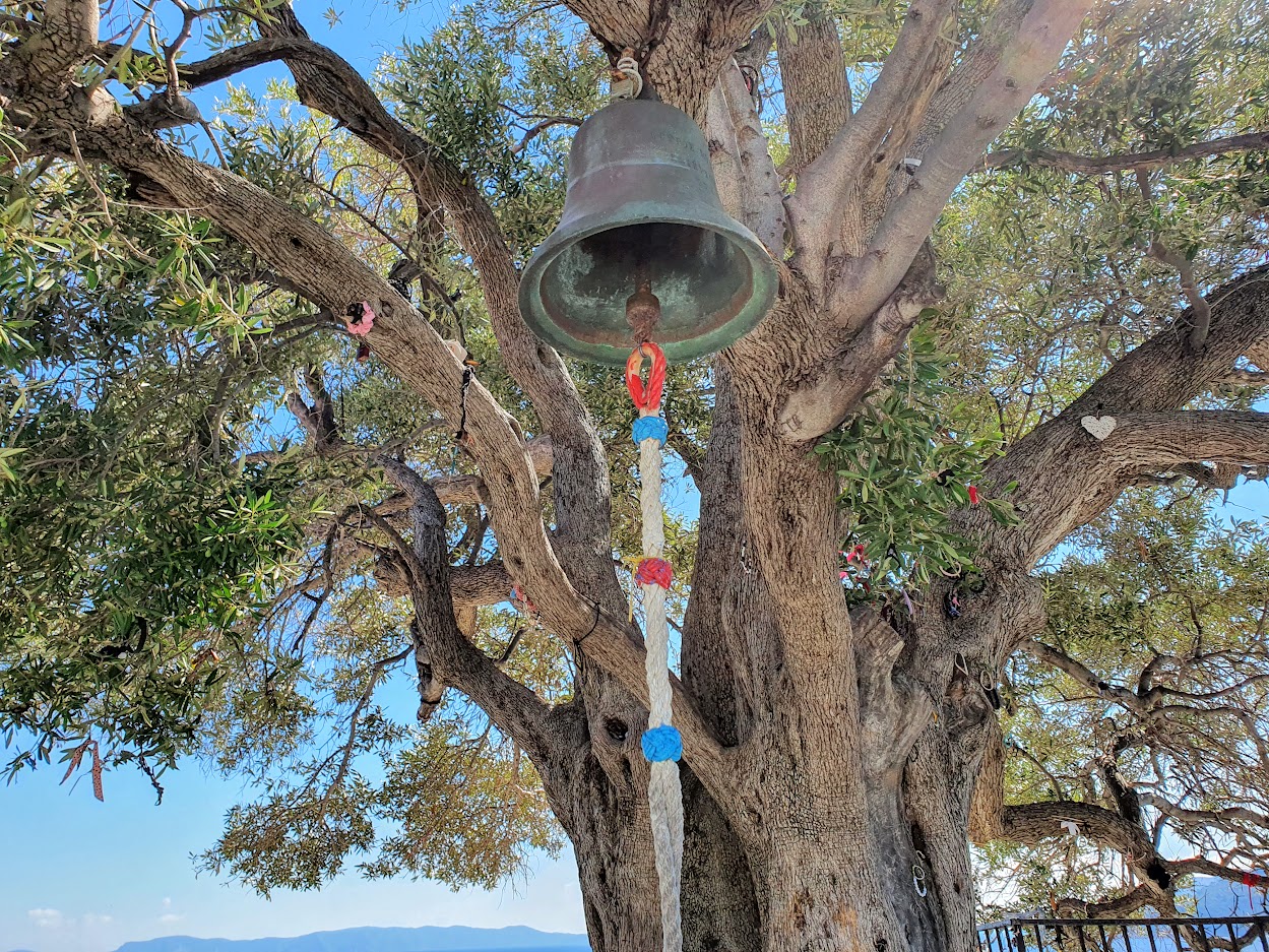 Olive tree with ribbons and bracelets outside Mamma Mia church in Skopelos island Greece