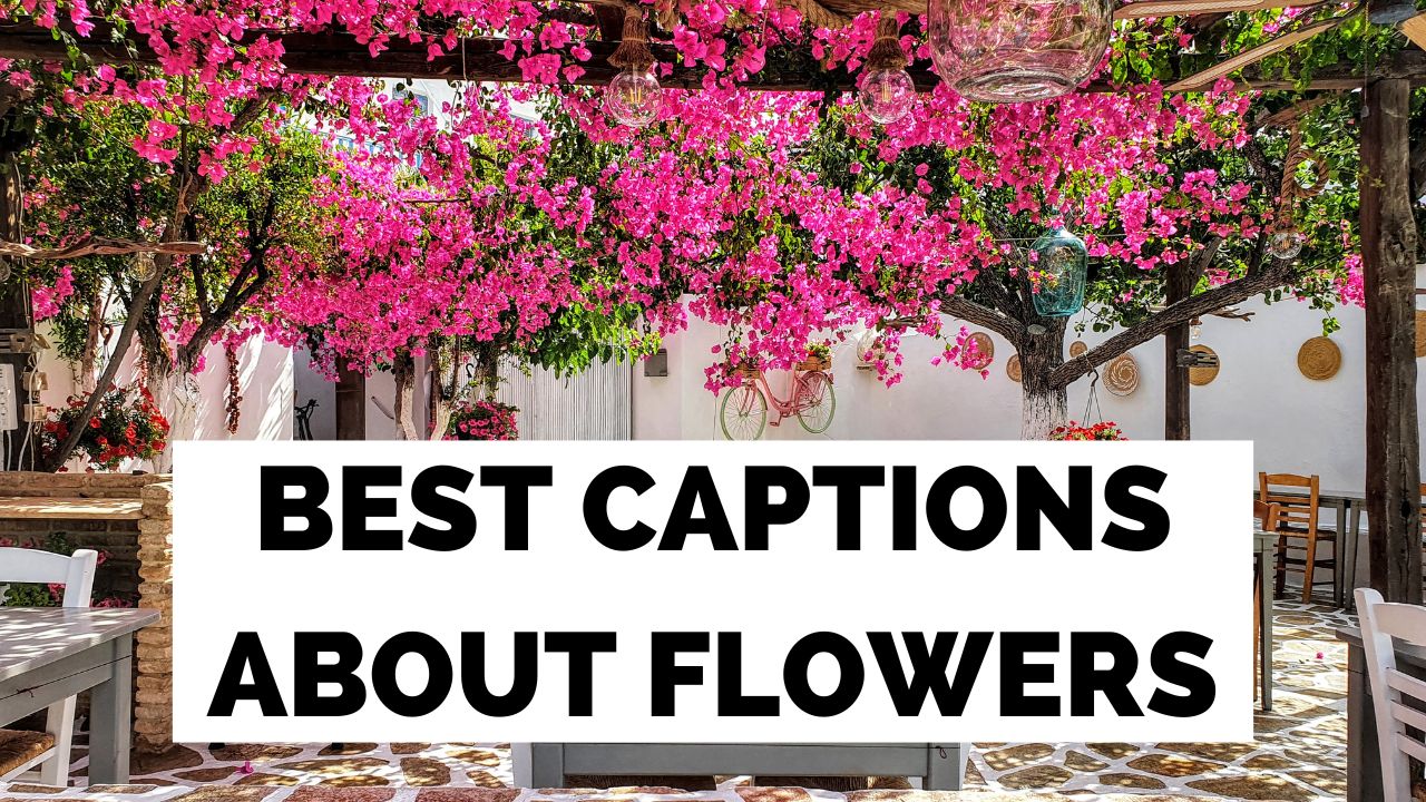 Meilleures légendes de fleurs pour Instagram