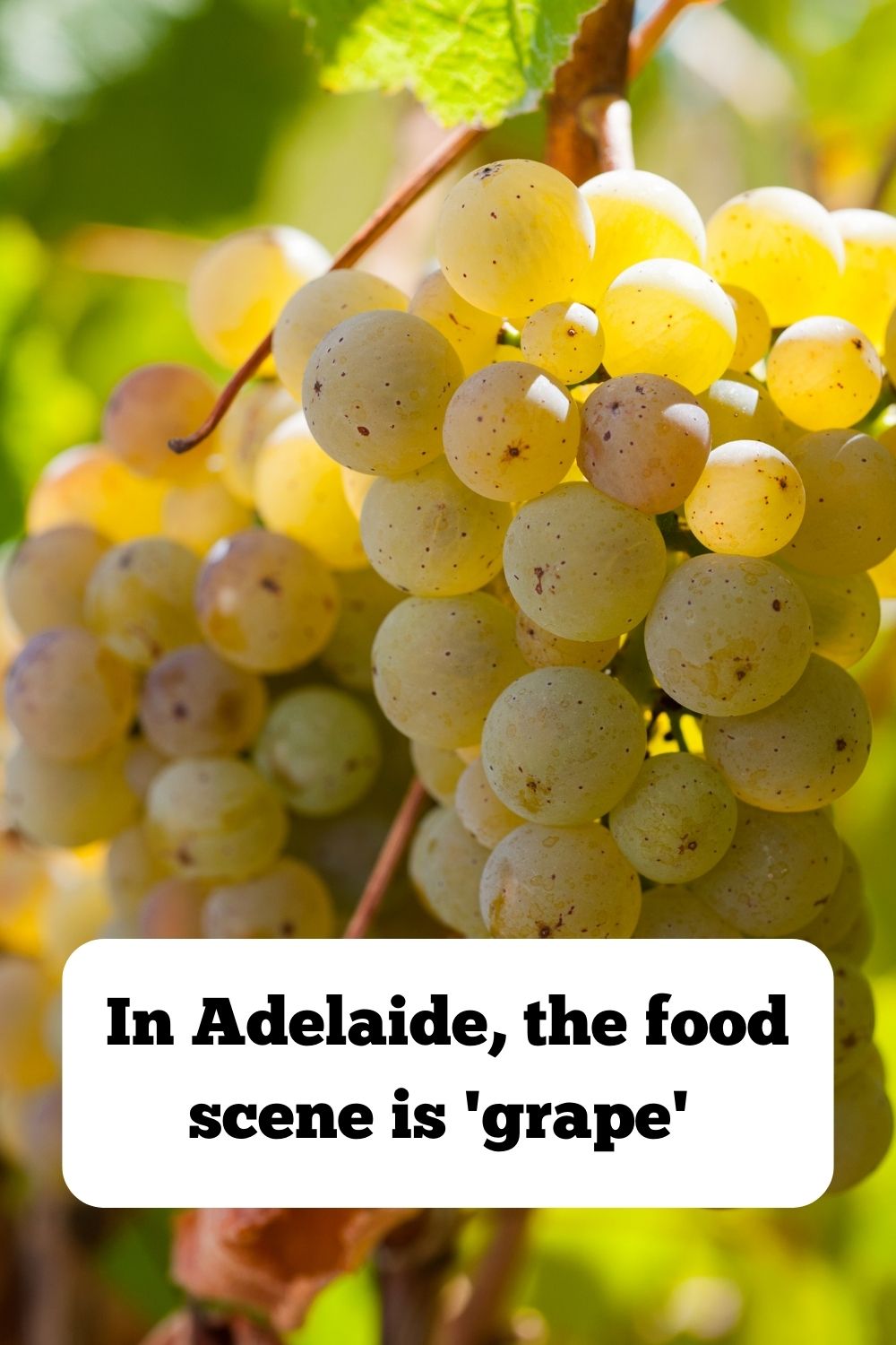 In Adelaide, the food scene is 'grape' - I mean, great!