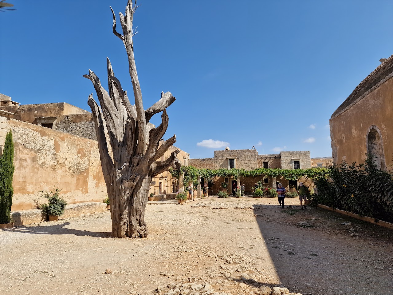 The Cypress tree of Arkadi Monastery which has bullet holes