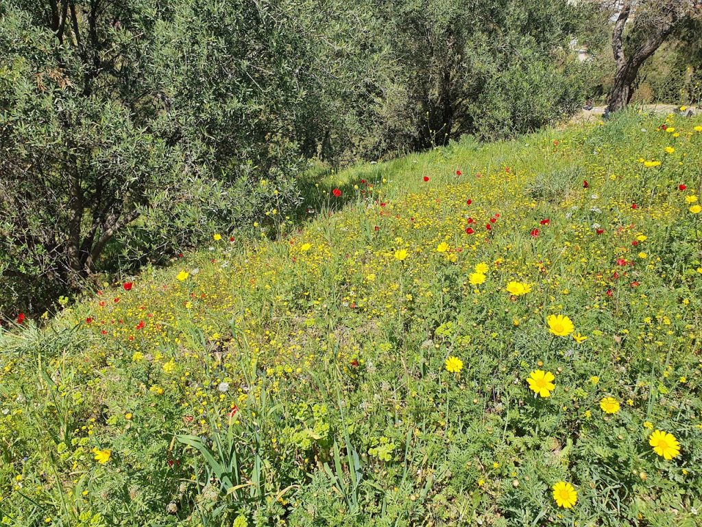 spring flowers in athens