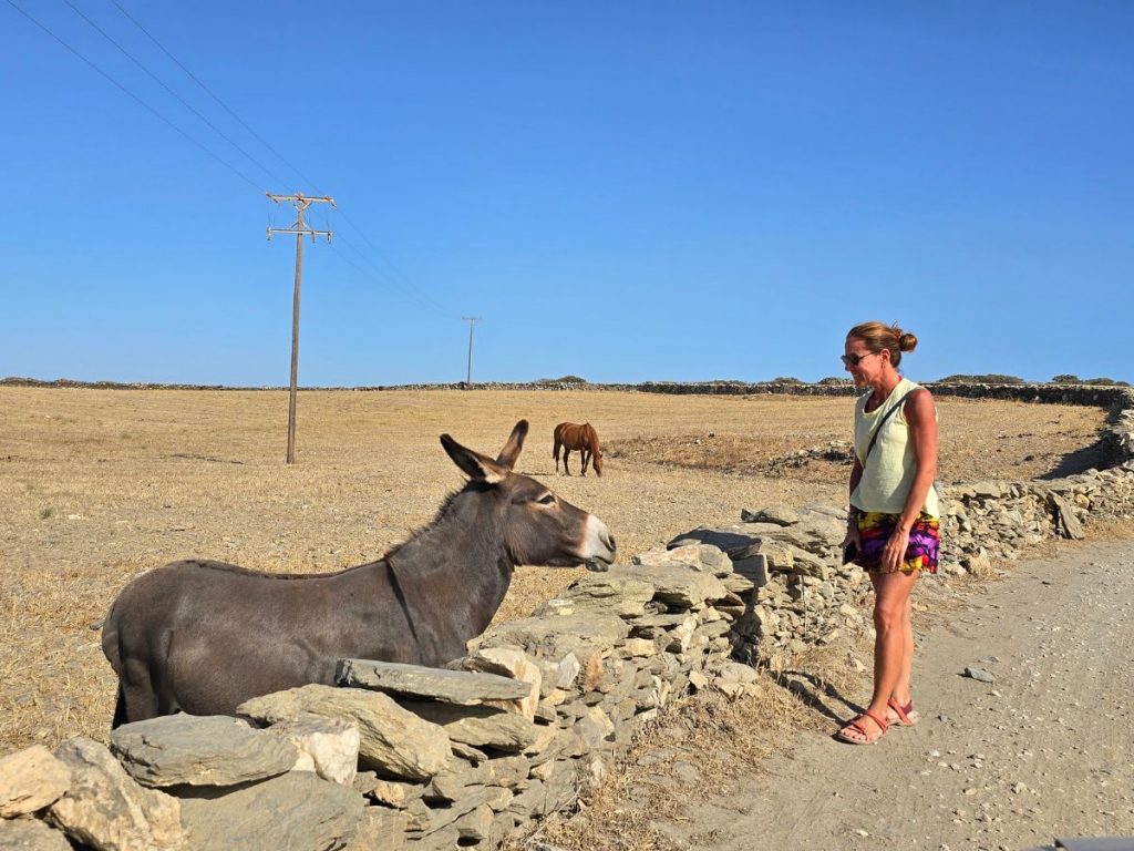 Seeing a donkey on the greek island of schinoussa
