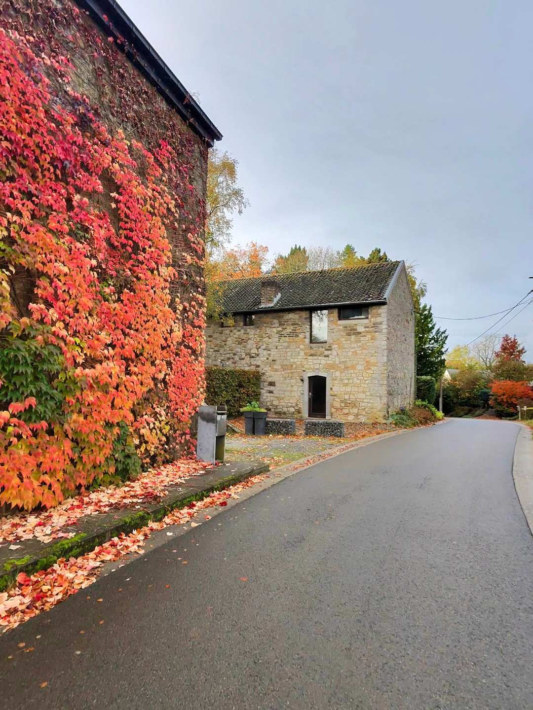 Stone buildings covered in brilliant red and orange autumn ivy on a narrow Belgian village road