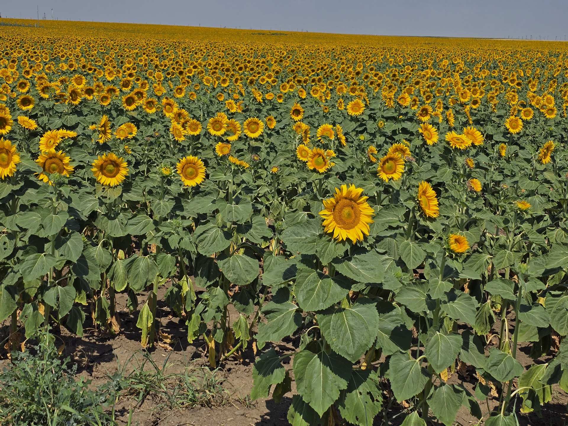 A vast field of bright yellow sunflowers stretching to the horizon under a hazy sky
